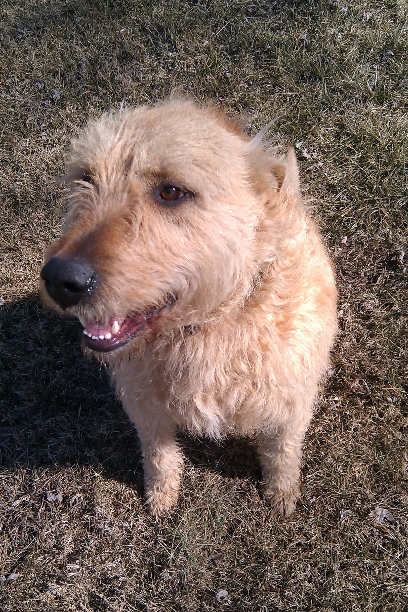 a pleasant looking beige-colored dog