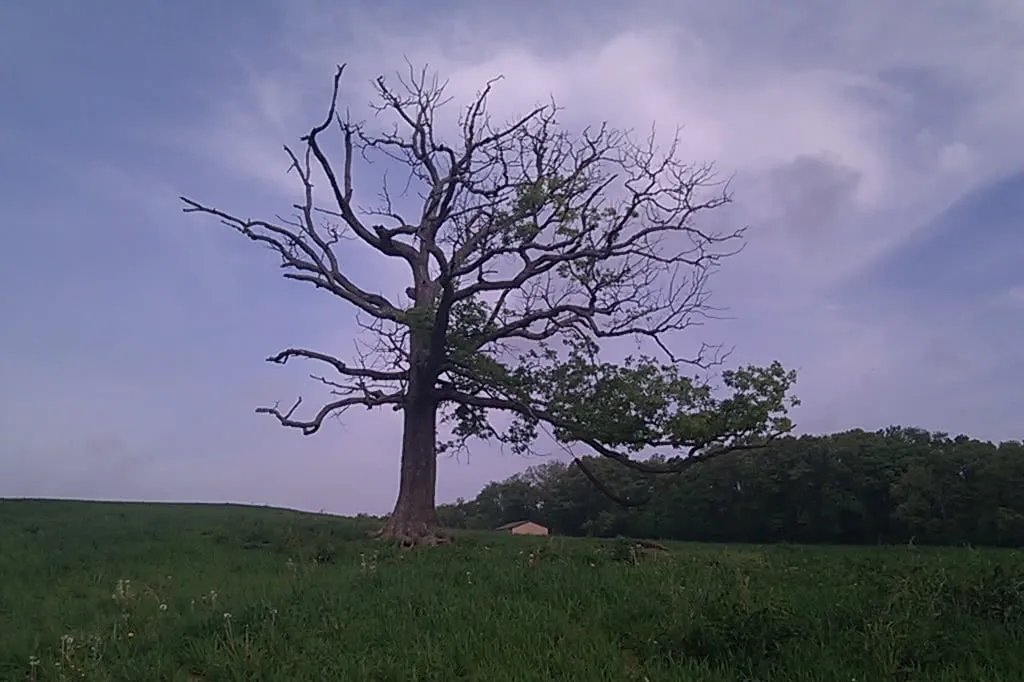 a gnarled old tree standing alone in a field